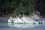 Fir tree, rocks and water