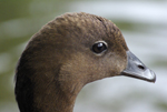 Wood duck