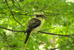 Kookaburra scouting for food