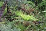 Fern gully after rain