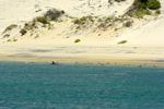 Dolphin chase fish to shore near waiting birds