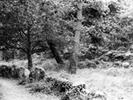 A line of many small standing stones, Carnac