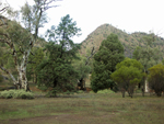 Trees and hills in the Flinders Ranges