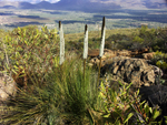 Grass trees in flower in Wilpena Pound