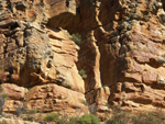 Grass trees growing in the rock wall Wilpena Pound