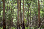 Tall trees in the Pemberton forest