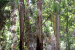 Tall trees in the Pemberton forest