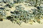 Vegetation on the sand dunes near Margaret River
