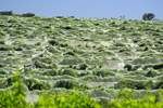 Nets cover grapevines near Margaret River