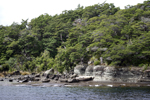 The dense vegetation and rocks of Lake Te Anau