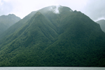Dense forest rising up from Lake Te Anau