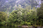 Tall trees by the river near Glade House
