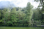 The trees along the river near Glade House
