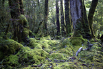 Moss covers the ground and the trees in the forest