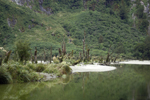 Trees of the drowned forest