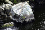 Seal on a rock in Milford Sound