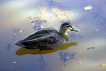 A Pacific Black Duck in Perth