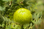 Bottle brush in the Perth Botanical Gardens