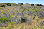 Vegetation on the sand dunes of Rottnest Island