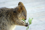 A Quokka on Rottnest Island